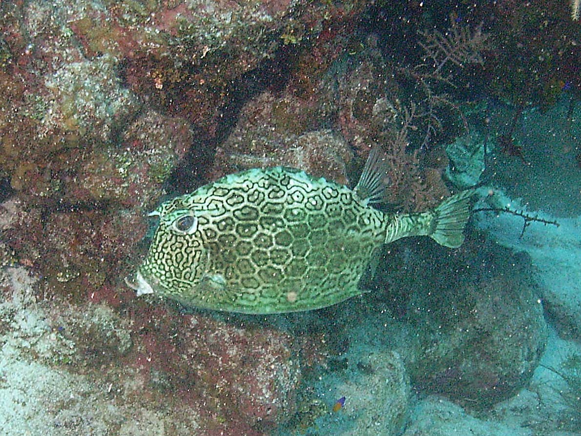 Little Cayman Fall 2008