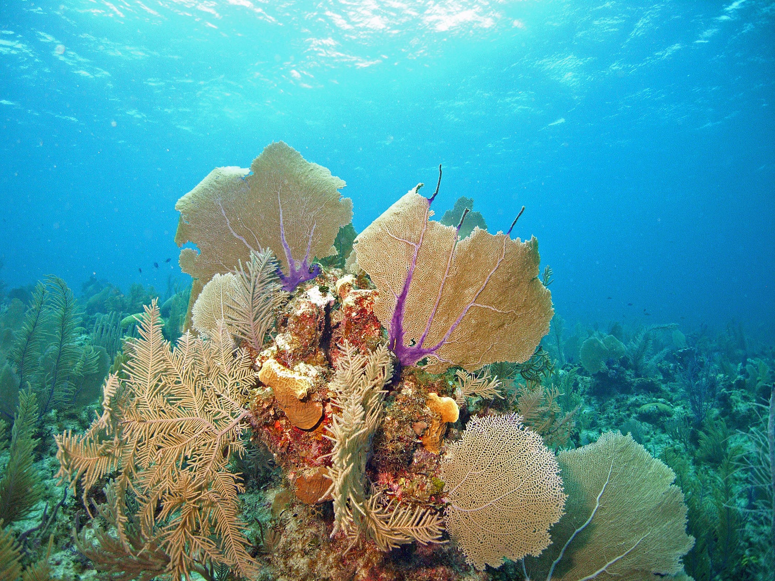 Little Cayman Fall 2008