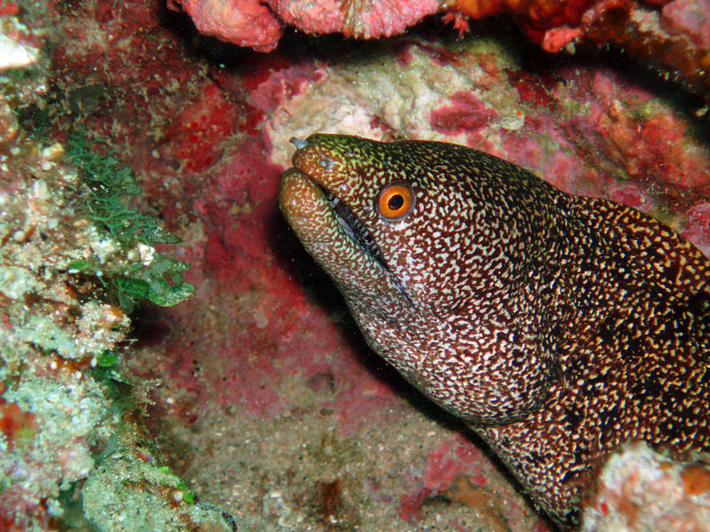 Little eel peering out