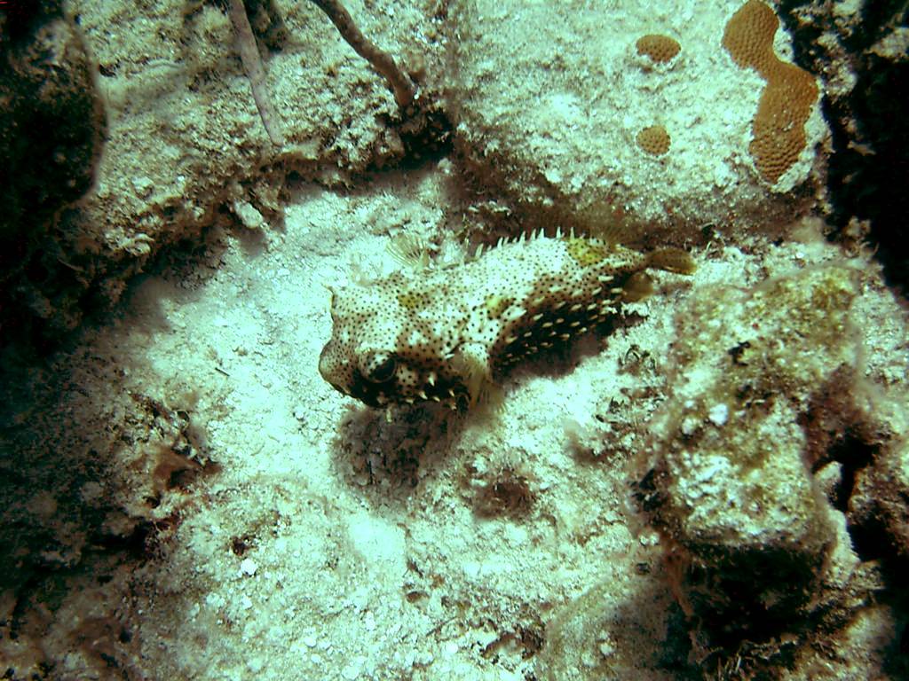 Little Puffer (Nassau, Bahamas 090104)