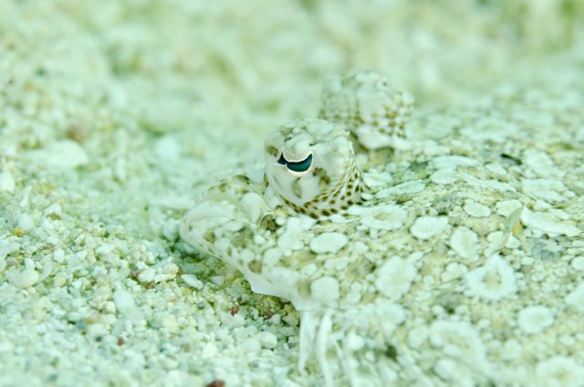 Little Tiny Flounder