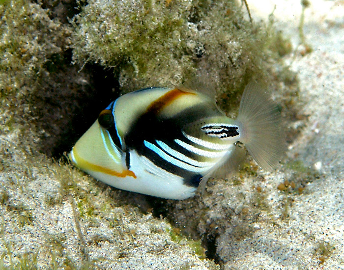 Little Triggerfish