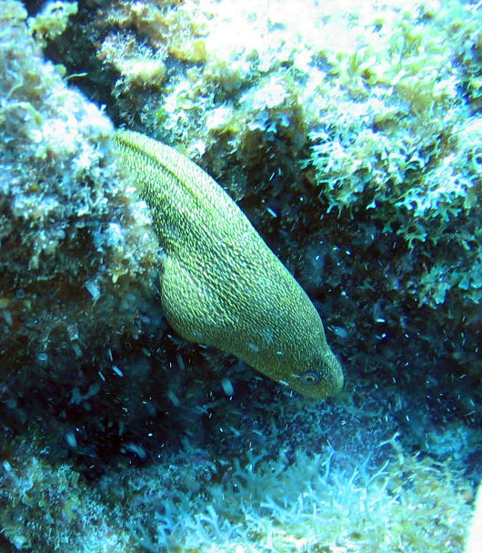 Little_Moray
