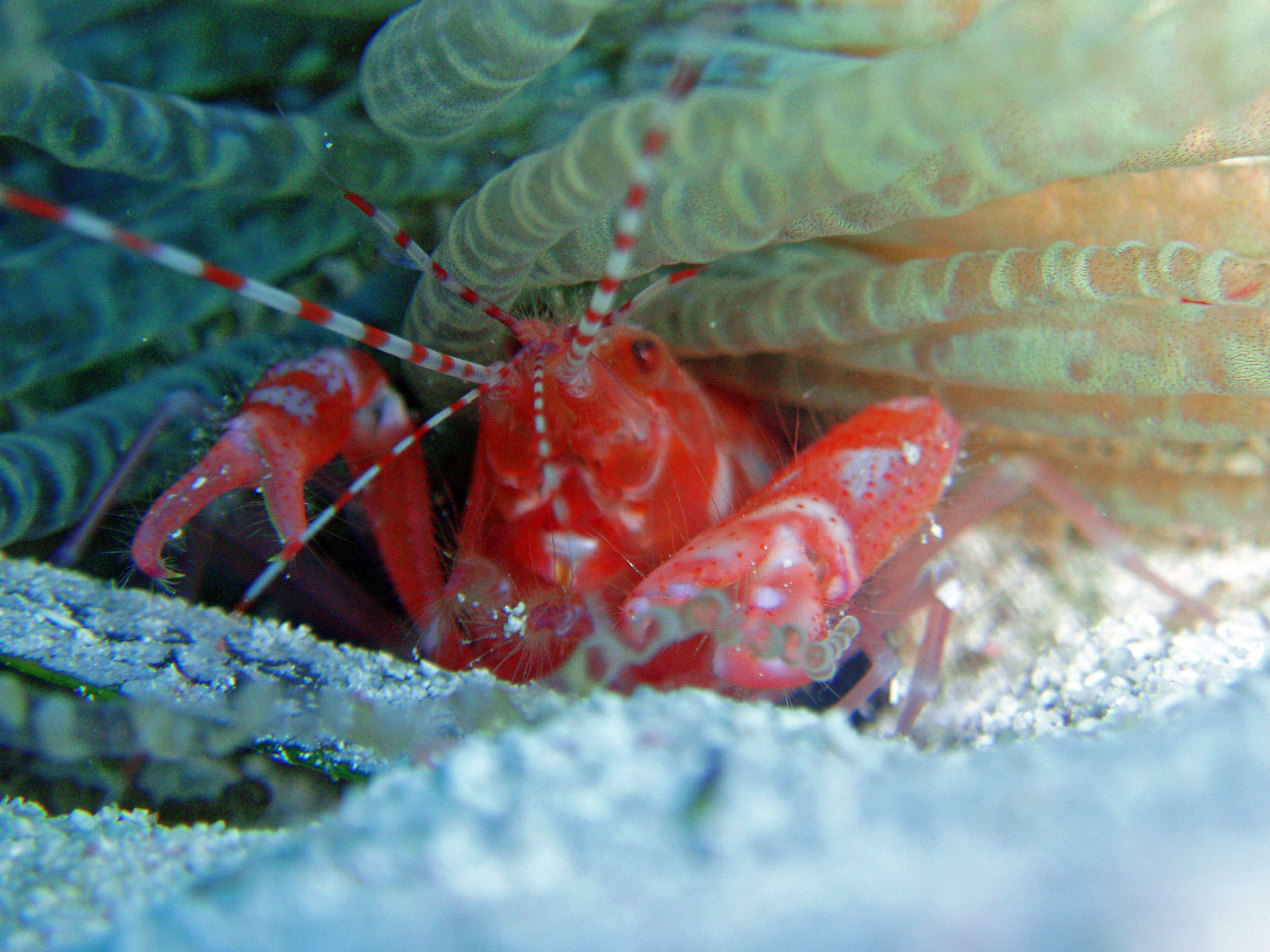 Lives under Corkscrew Anemone