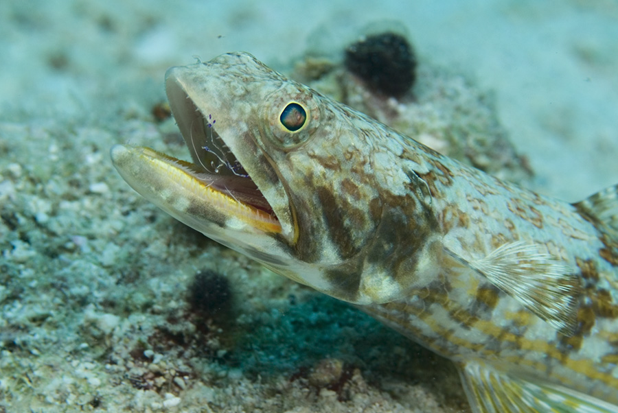 Lizard fish cleaning