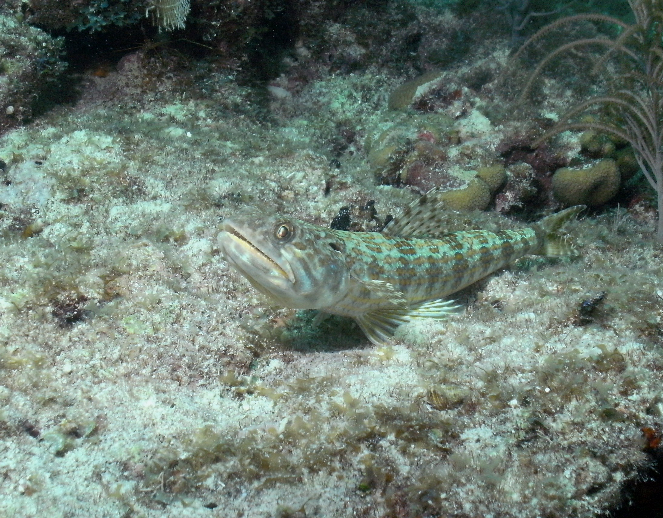 lizard fish in key largo