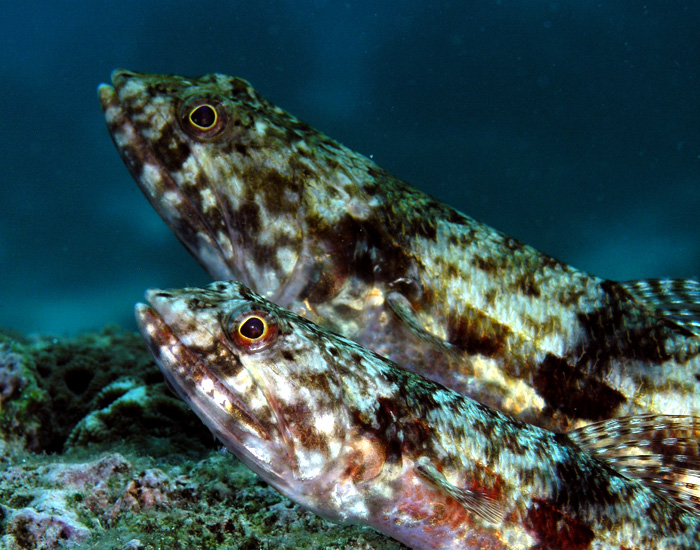Lizardfish couple