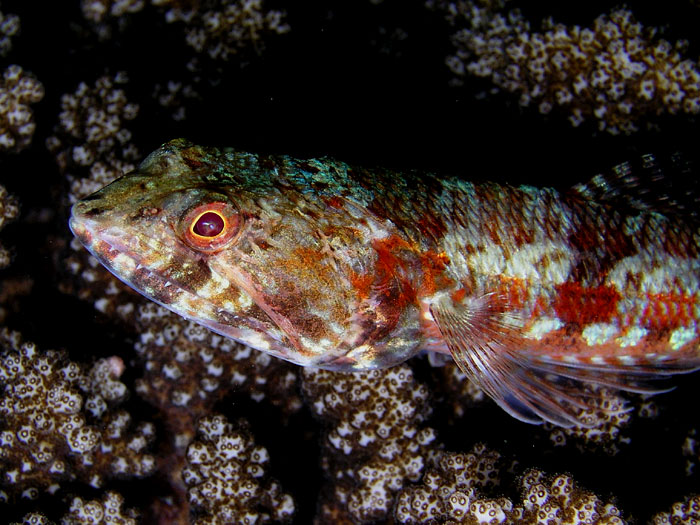 Lizardfish Grin