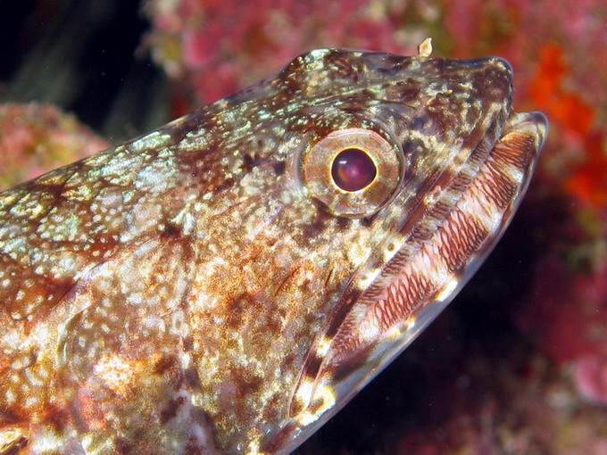 Lizardfish Macro