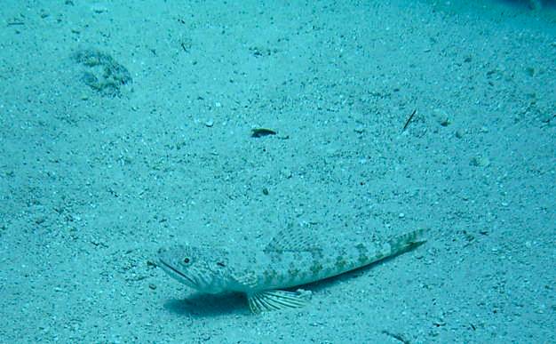 LIzardfish (Nassau, Bahamas 090104)