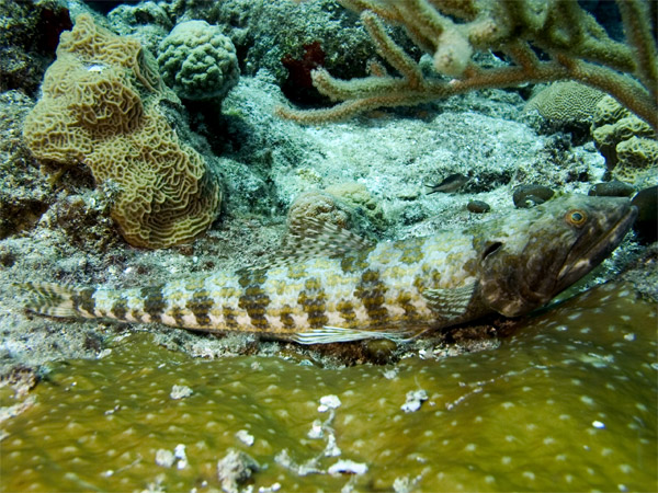 Lizardfish profile