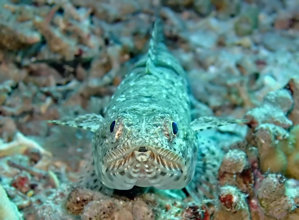 Lizardfish