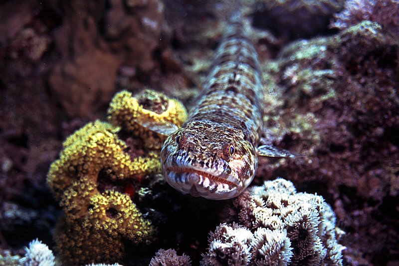 Lizardfish