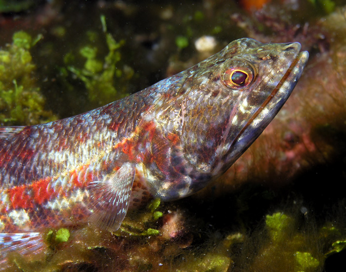 Lizardfish