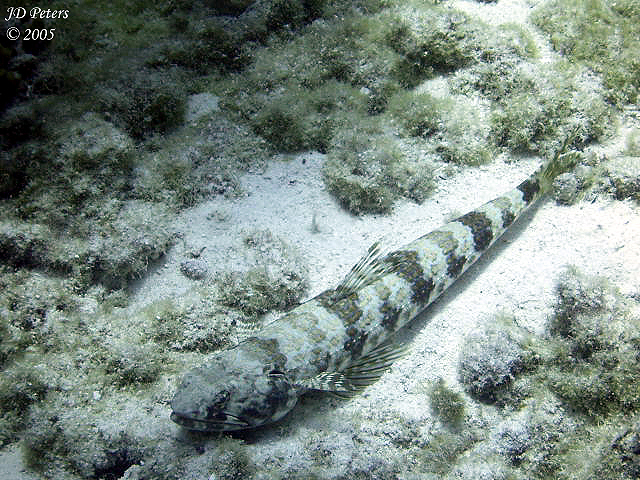 Lizardfish