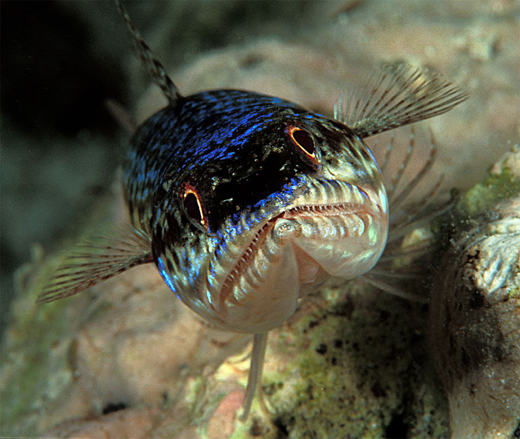 Lizardfish