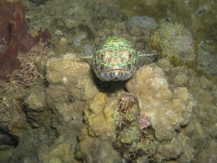 lizardfish