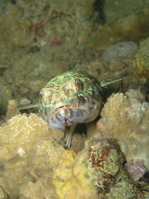 lizardfish