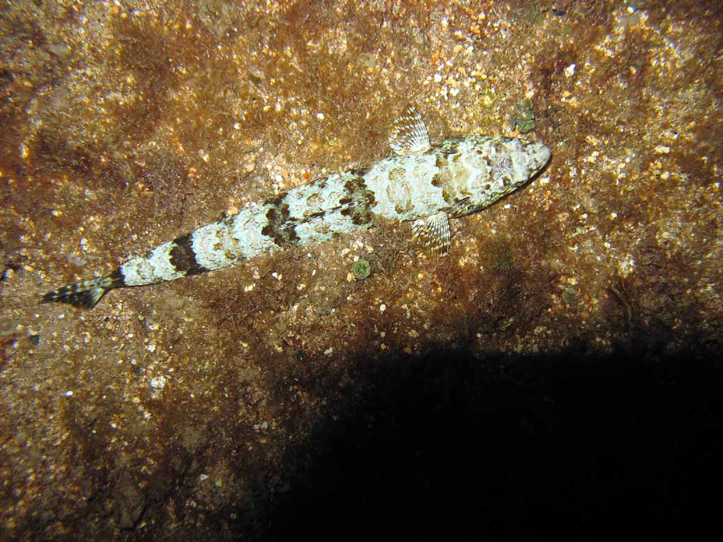 Lizardfish