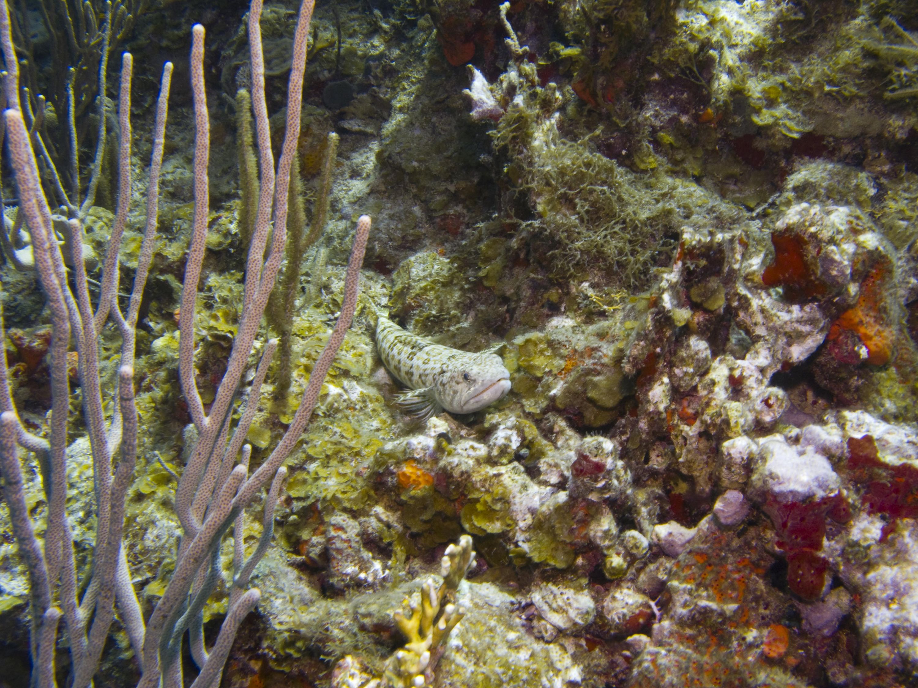 Lizardfish