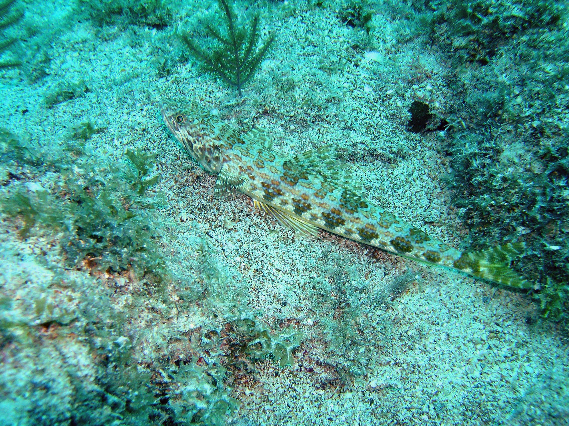 Lizardfish