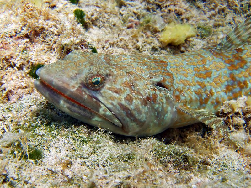 Lizzard Fish - Blue Angel Shore Dive