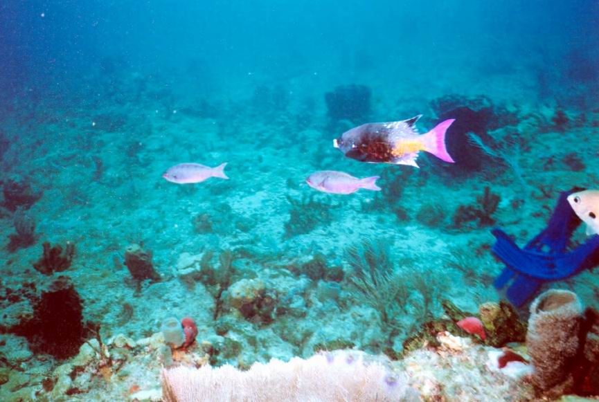 LL02 - Creole Wrasse