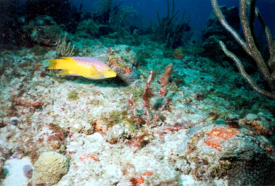 LL05 - Spanish Hogfish