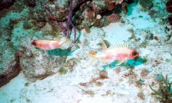 LL08 - Squirrelfish