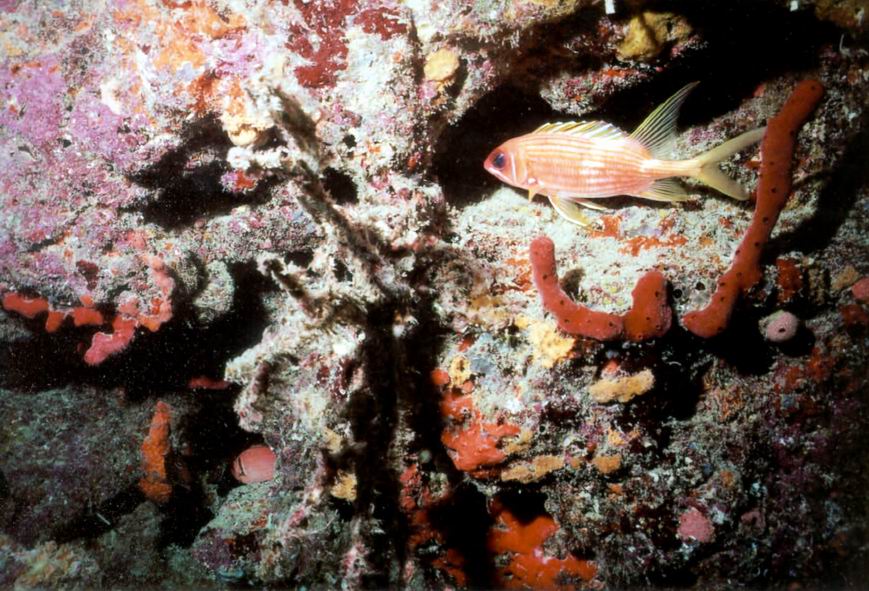 LL12 - Dusky Squirrelfish