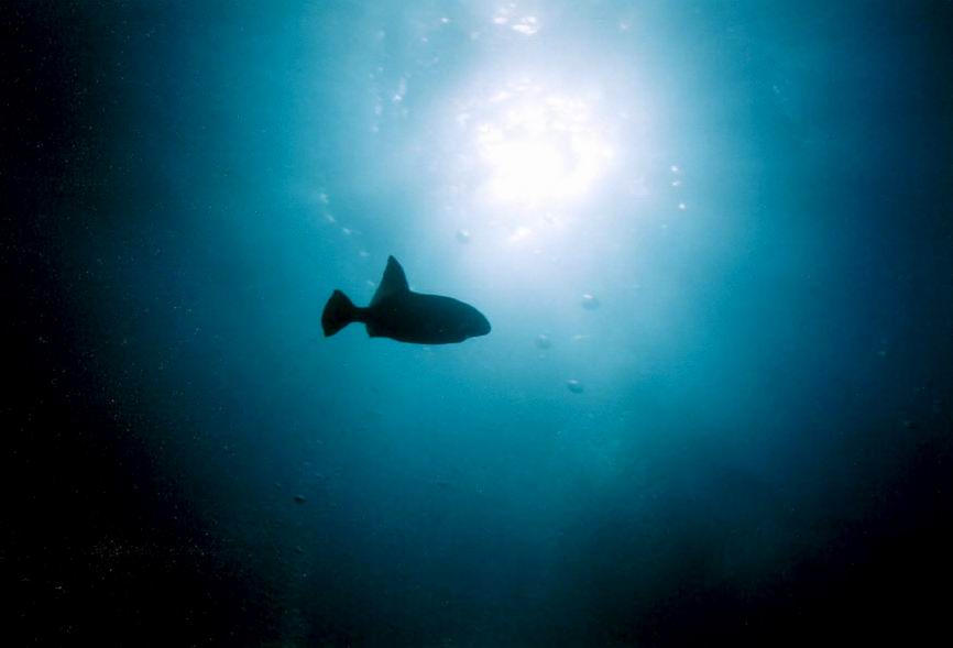 LL14 - Ocean Triggerfish