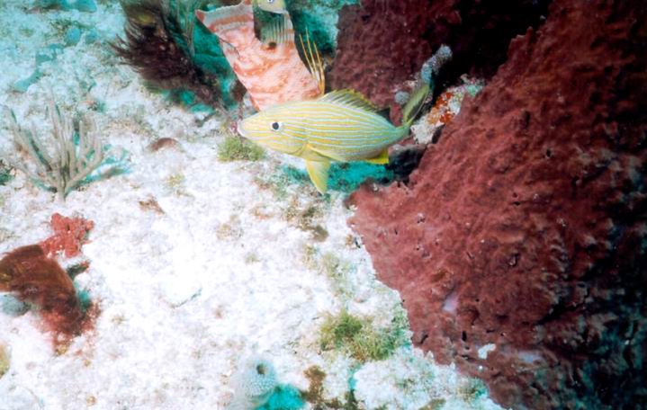 LL15 - Bluestriped Grunt