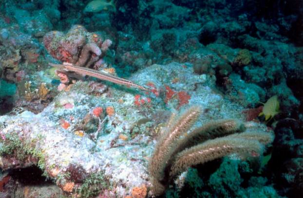 LL19 - Trumpetfish