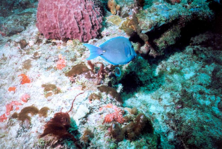 LL20 - Blue Tang