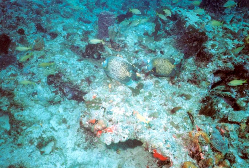 LL21 - French Edenfish