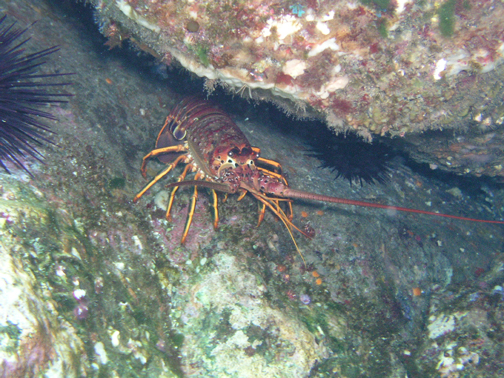 Lobster 6