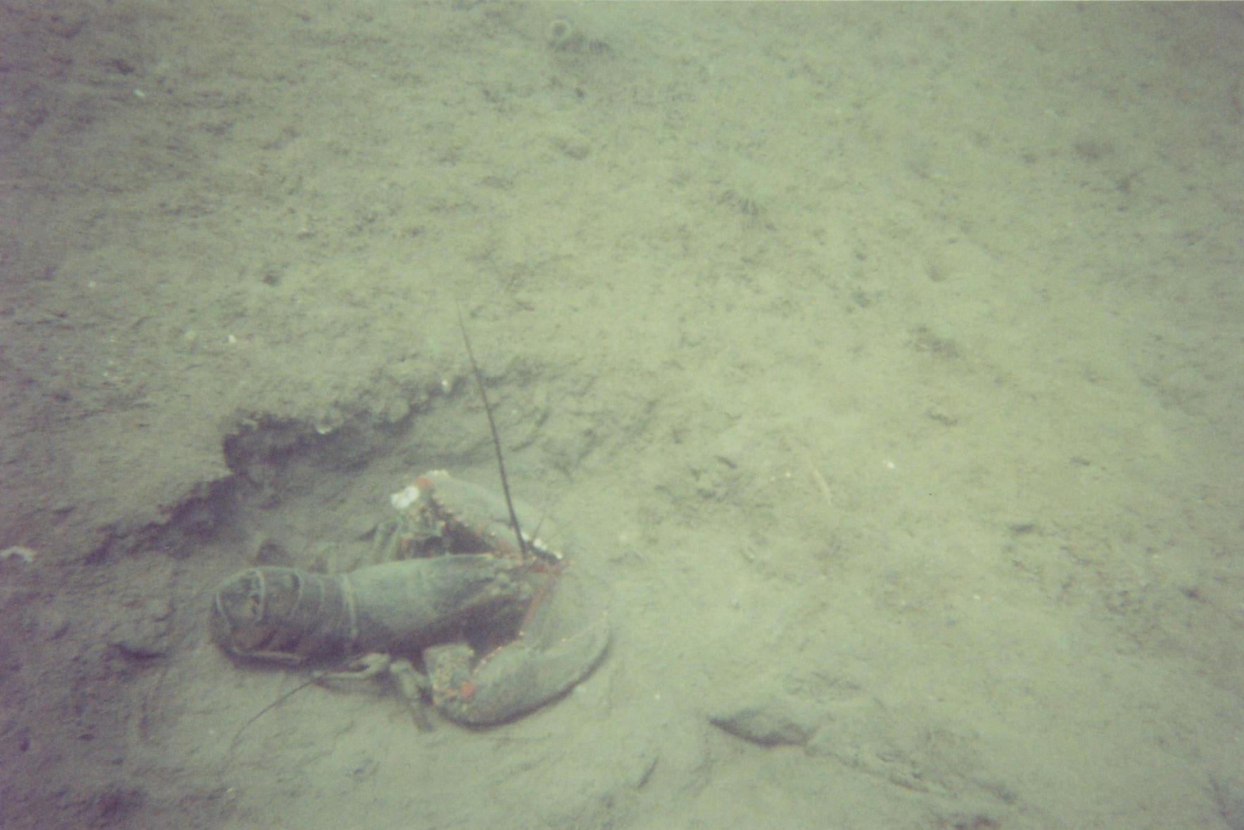 Lobster and its hole