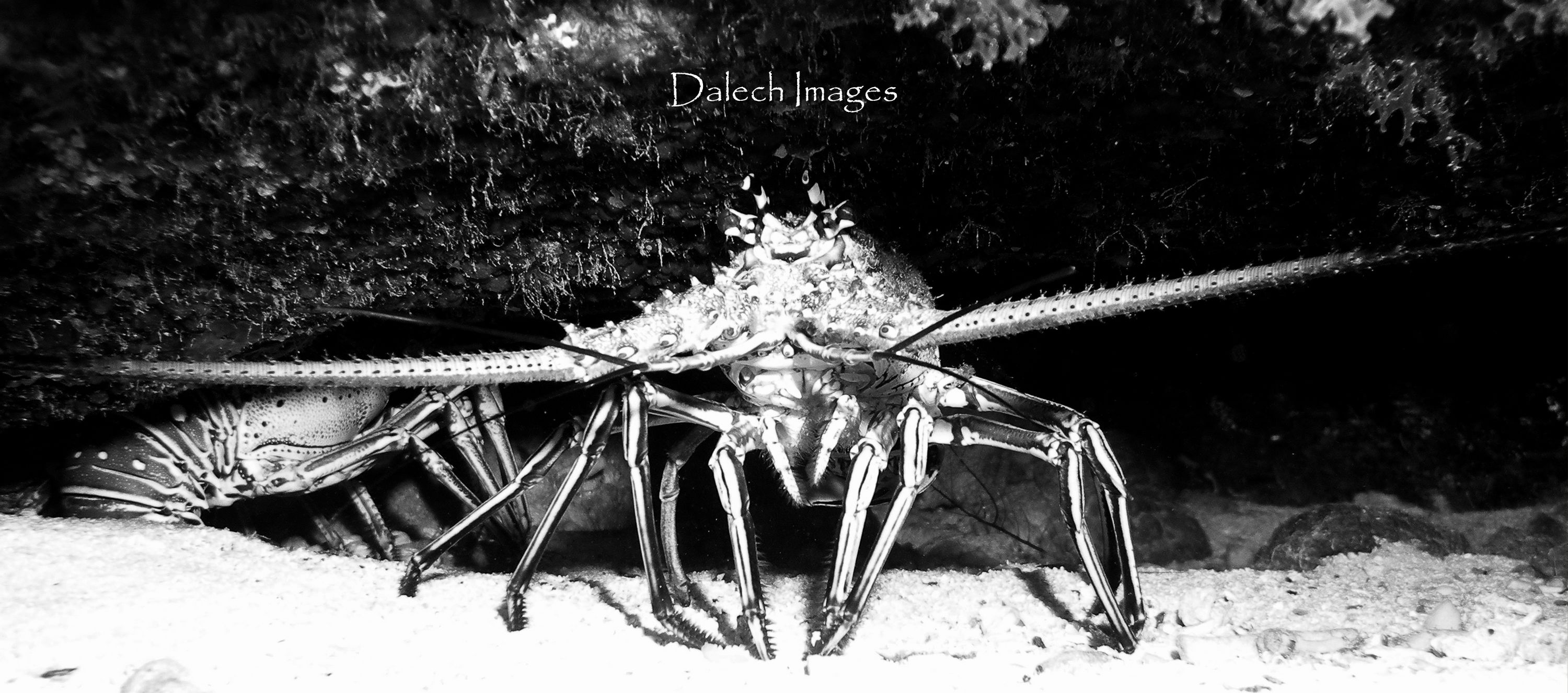 Lobster B&W