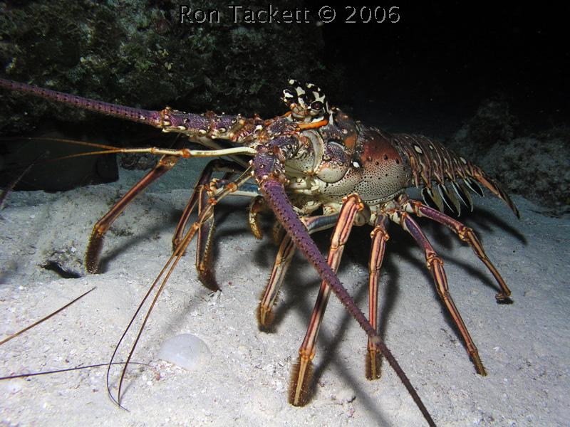 Lobster, Bahamas, Nekton Pilot