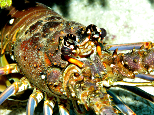Lobster Eyes