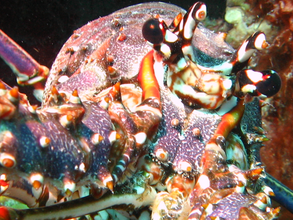 Lobster in Bonaire