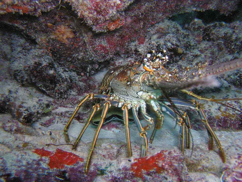 Lobster - Mollasses Reef Key Largo Florida