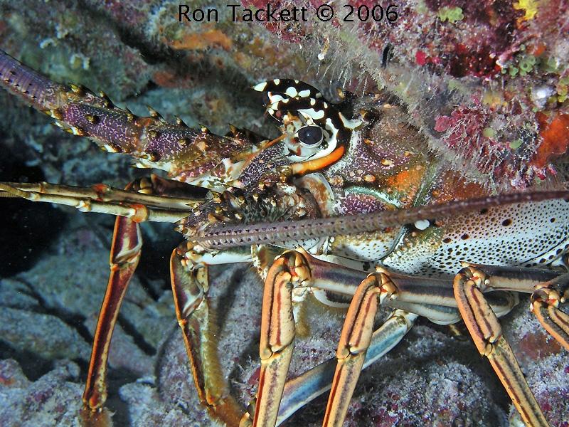 lobster, Nekton Pilot Bahamas