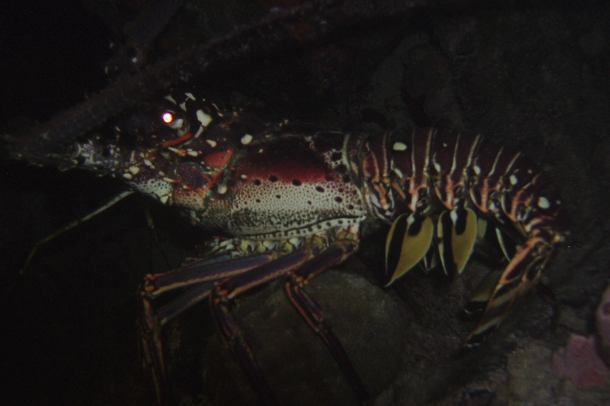 Lobster on night dive