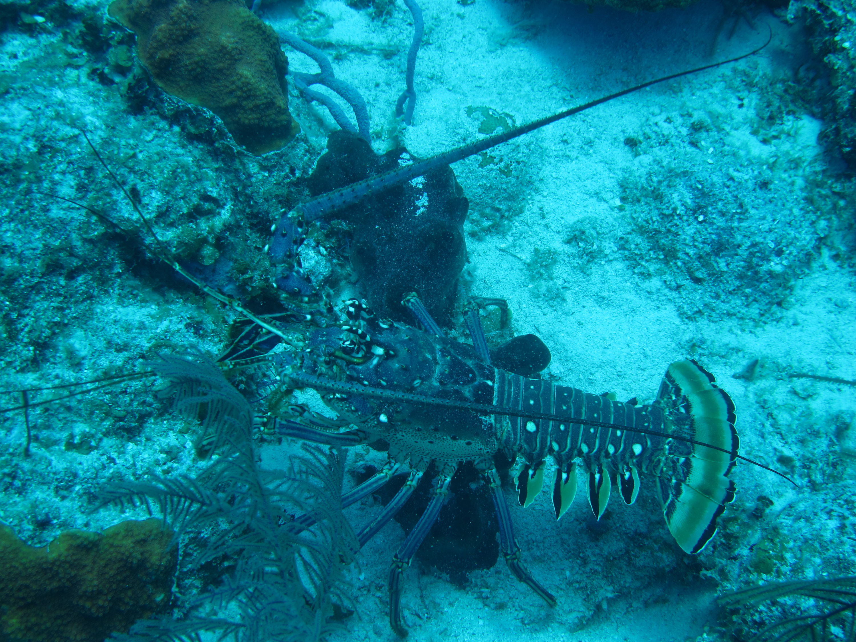 Lobster out walking