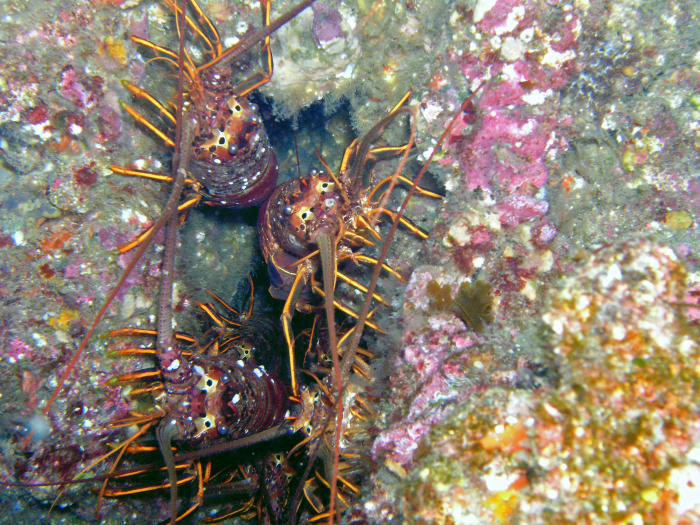 Lobster - San Clemente