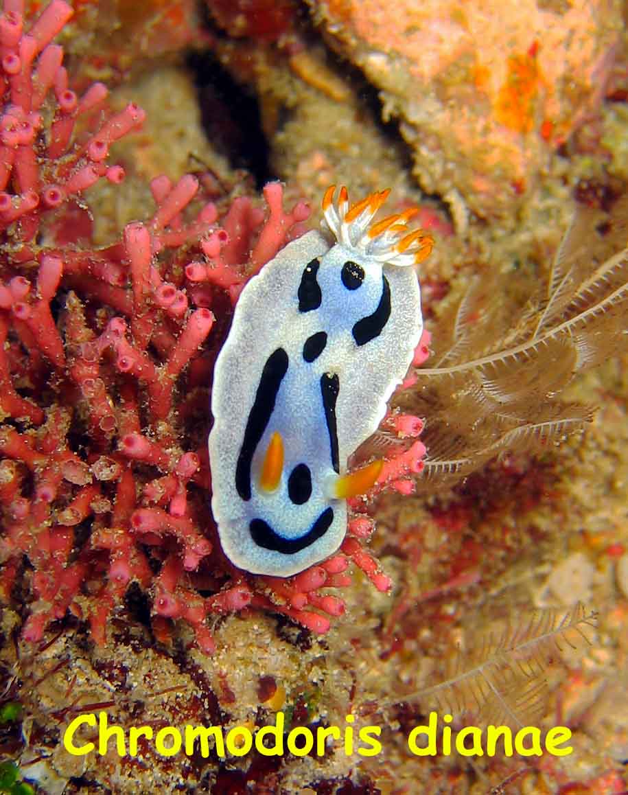 Lobster Wall, Mabul