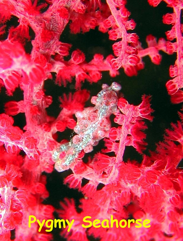 Lobster Wall, Mabul