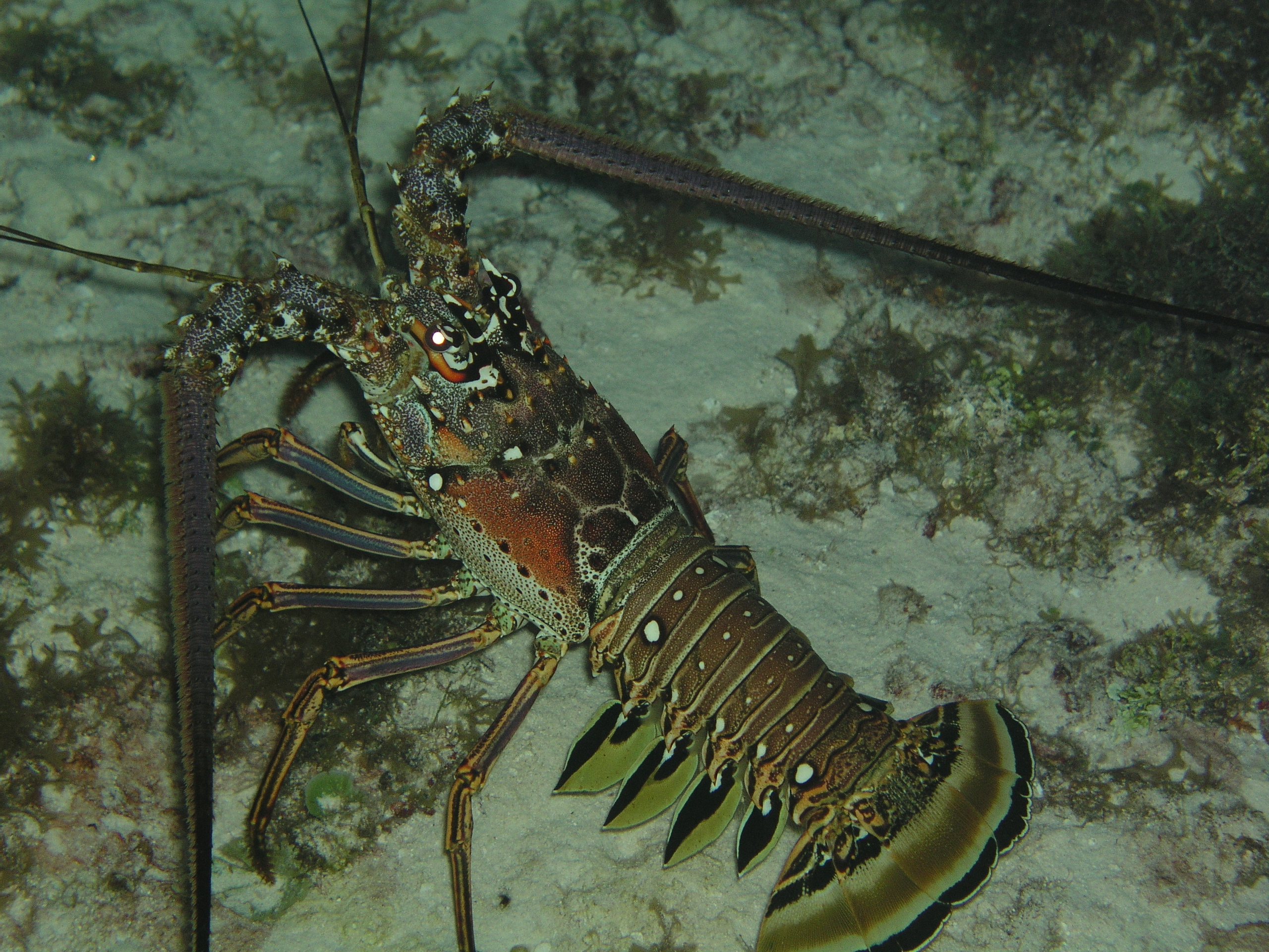 lobster