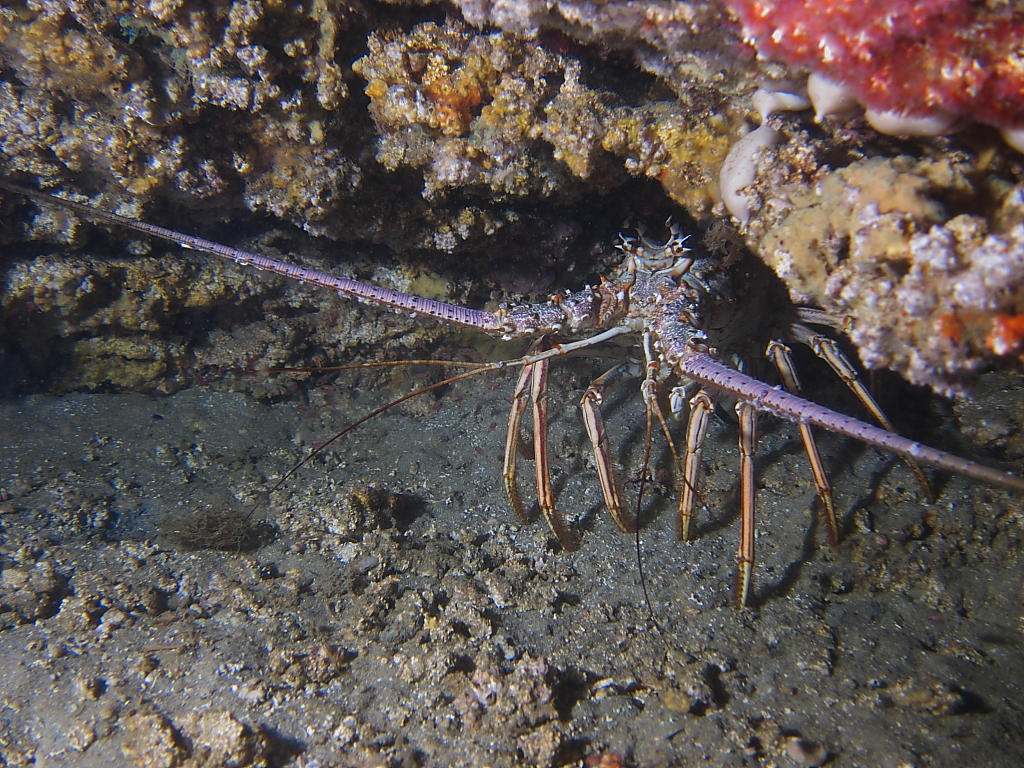 Lobster1060